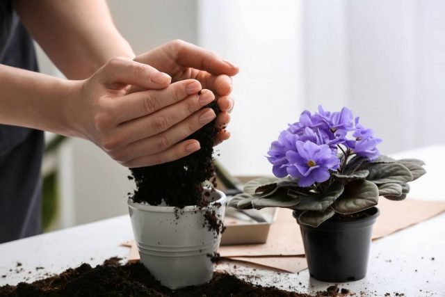 5 mitos tentang tanaman indoor yang akan membantu merusak perawatan mereka –