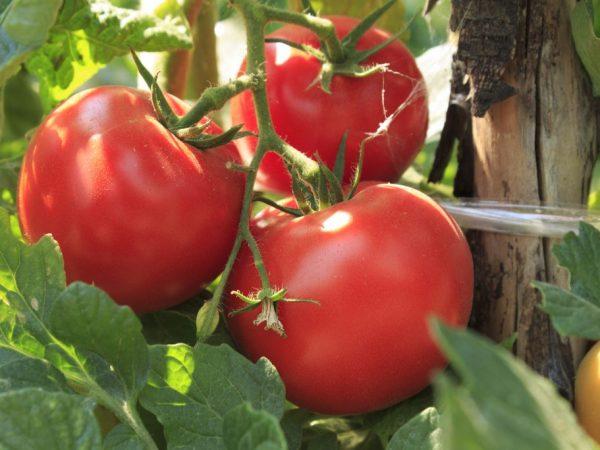 Karakteristik tomat Volgogradsky –