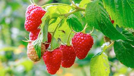 Raspberry, Kalori, manfaat dan bahaya, Sifat yang berguna –