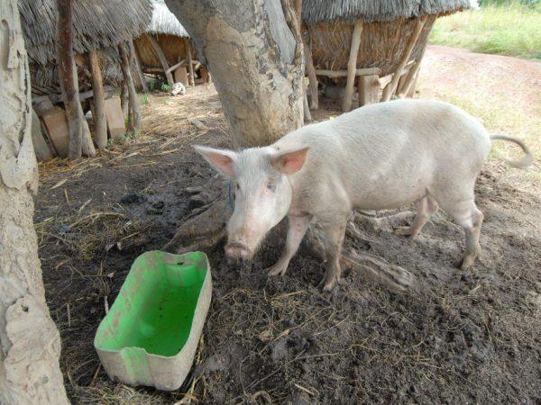 Bagaimana demam babi Afrika dimanifestasikan? –