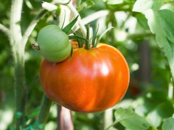 Karakteristik tomat Altai Masterpiece –