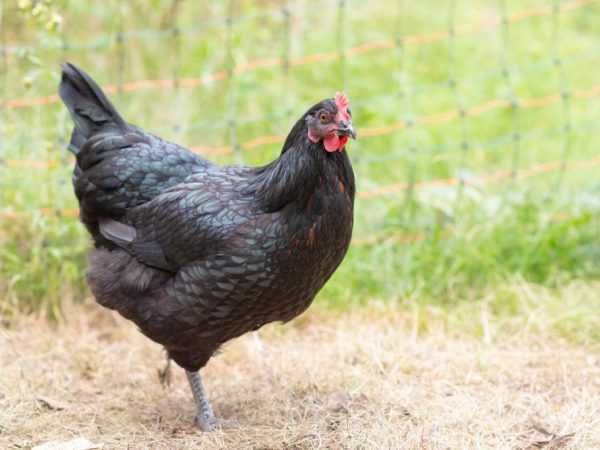 Ayam Australorp – ciri-ciri reproduksi –