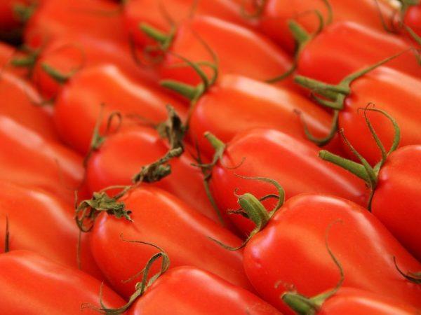 Deskripsi varietas tomat Pisang merah, oranye, kuning. –