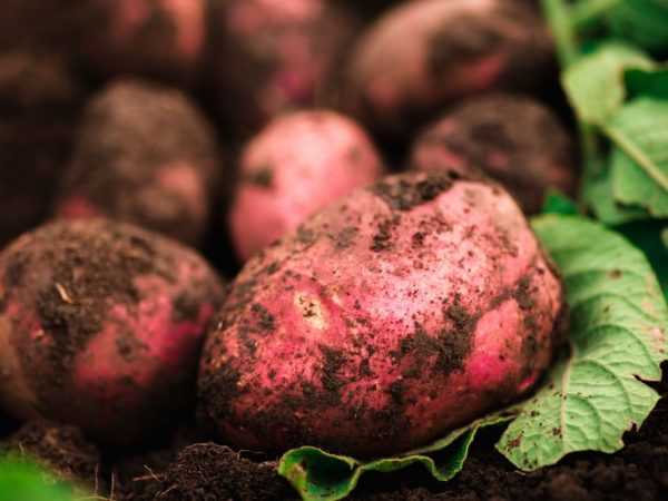 Karakteristik kentang Bellarosa –