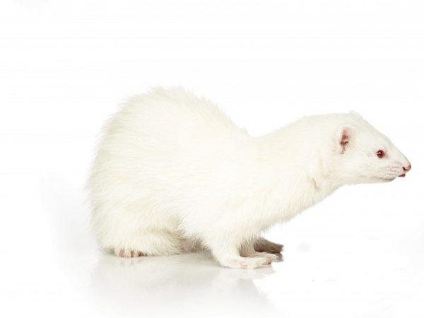Deskripsi musang putih (Albino) –