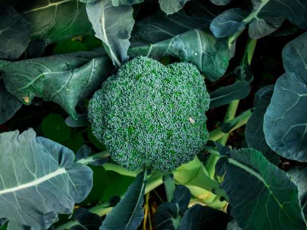 Deskripsi brokoli Macho F1 –