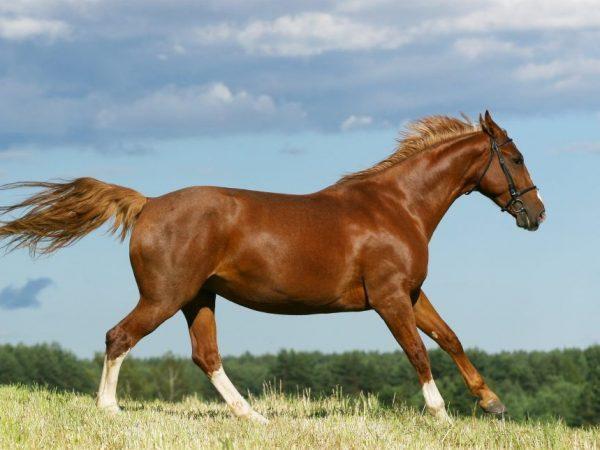 Jenis kuda olahraga Budennovskaya –