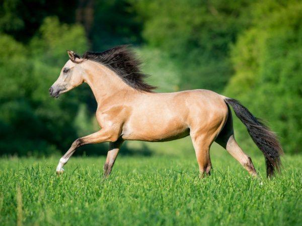 Kuda Bulan – kuda paling berharga di masa lalu –