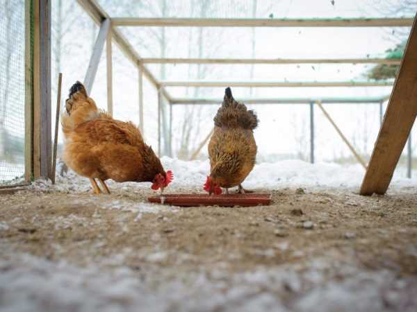 Cara memberi makan ayam di musim dingin –