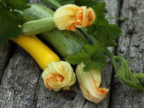 Perbedaan utama antara zucchini dan zucchini –