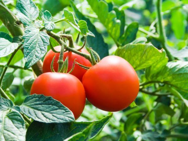 Karakteristik kultivar tomat Dachnik –