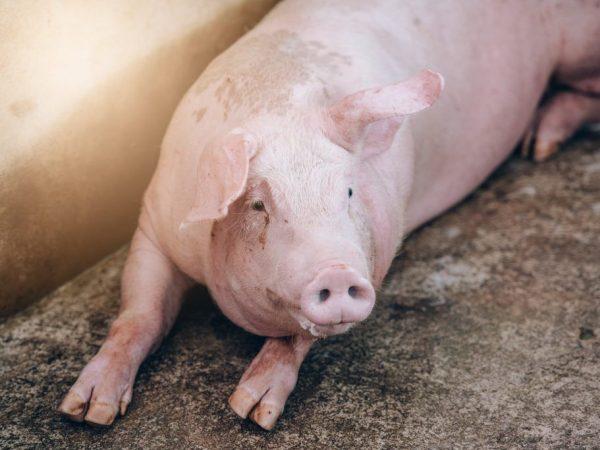 Gejala invasi cacing pada babi dan metode pengobatan untuk infeksi. –