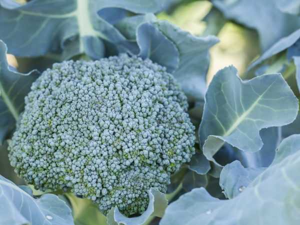 Apakah mungkin memakan batang dan daun brokoli? –