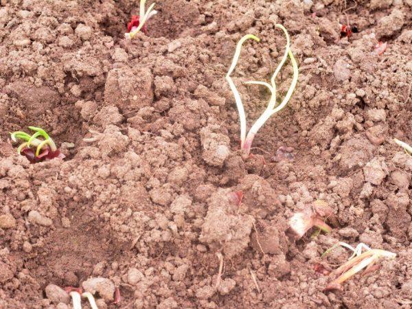 Tanggal dan aturan untuk menanam set bawang –