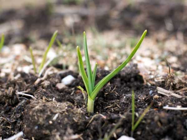 Jaga bawang putih musim dingin di musim semi –