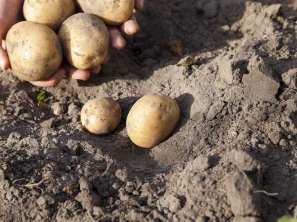 Karakteristik kentang Karatop –