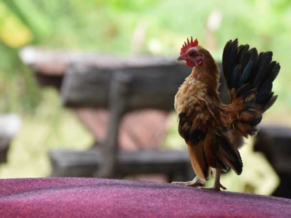 Ayam kerdil populer –
