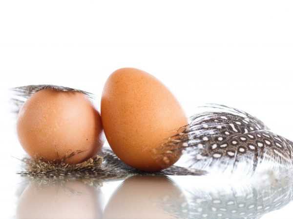 Pada usia berapa ayam guinea mulai terburu-buru dan bagaimana periode produksi telur dapat dipercepat –