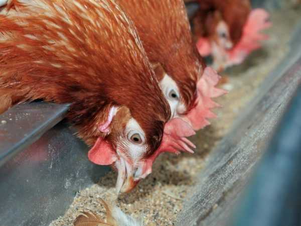 Cara membuat pengumpan ayam dari pipa saluran pembuangan –