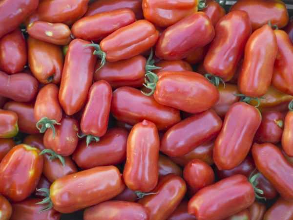 Deskripsi tomat cornabel –