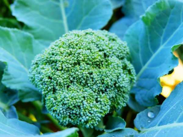 Hibrida dan varietas brokoli terbaik. –