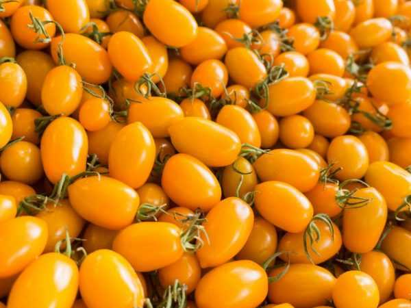 Deskripsi Tomat Sayang Madu –