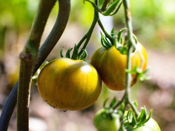 Deskripsi tomat madu raksasa –