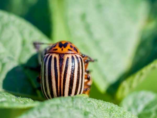 Cara efektif untuk menangani kumbang kentang Colorado –
