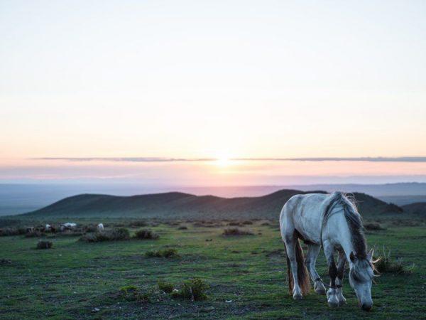 Deskripsi kuda Mongolia –