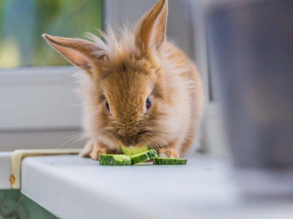 Apakah mungkin memasukkan mentimun ke dalam makanan kelinci? –
