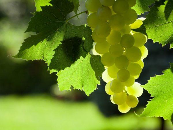 Apakah daun anggur bermanfaat untuk kelinci? –