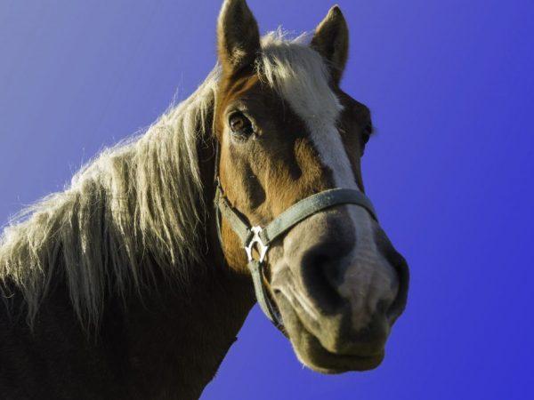 Apa itu pencucian kuda pertanian? –