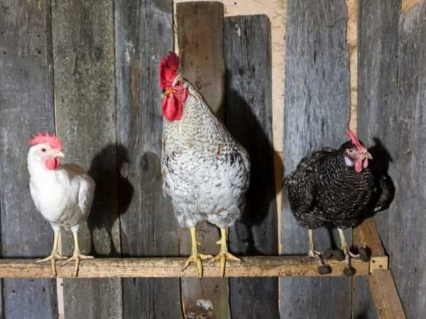 Tempat bertengger DIY untuk ayam: instruksi sederhana –