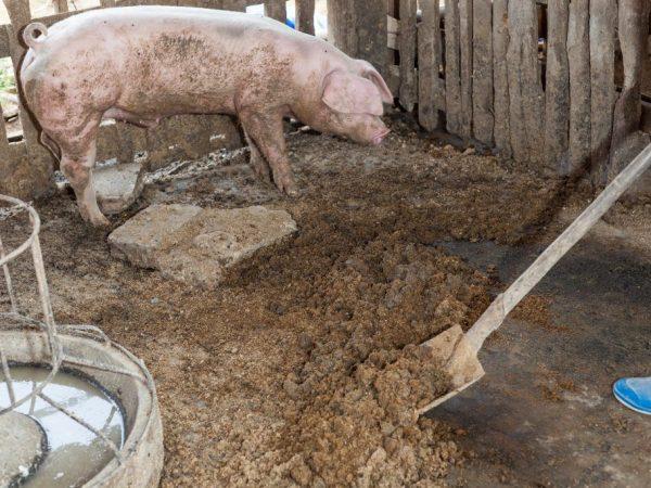 Cara menggunakan kotoran babi untuk menyuburkan tanah –