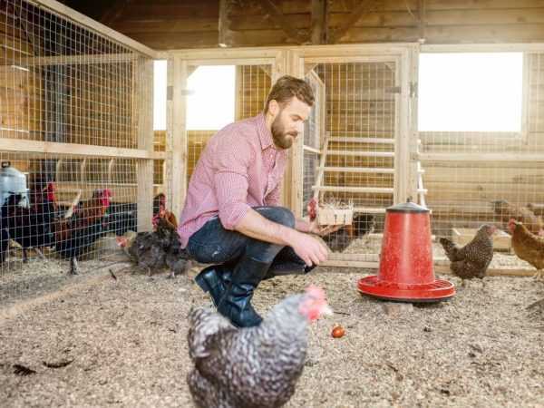 Aturan untuk mengatur kandang ayam –