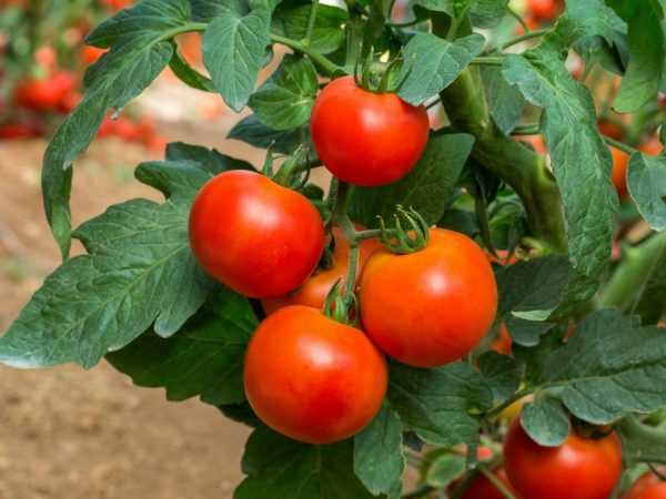 Karakteristik varietas tomat Lampu Moskow –