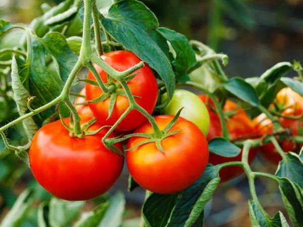Suhu optimal untuk menanam tomat. –