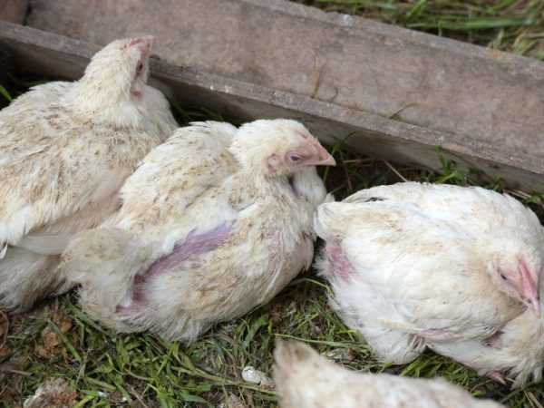 Cara menghilangkan parasit pada ayam di kandang ayam –