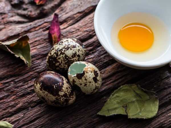 Kegunaan dan bahaya telur puyuh –