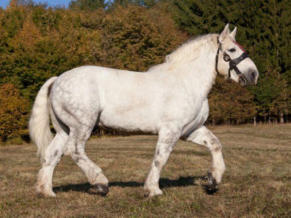 Deskripsi jenis kuda Percheron –