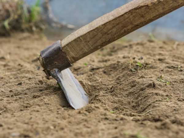 Cara menyiapkan tanah untuk bawang putih –