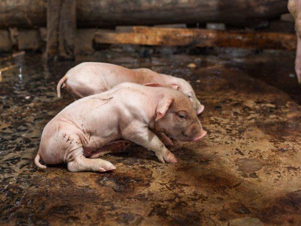 Cara mengobati diare pada anak babi –