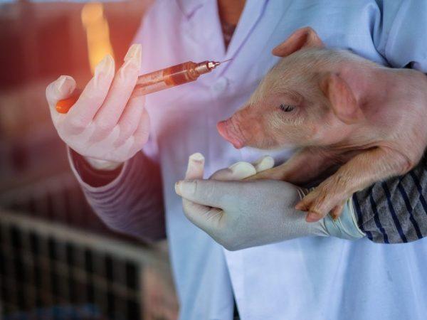 Vaksin apa yang dibutuhkan anak babi sejak hari-hari pertama kehidupan? –