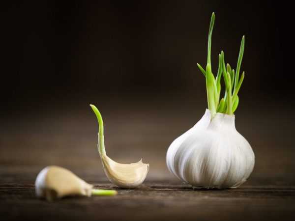 Manfaat dan penyimpanan bawang putih bertunas –