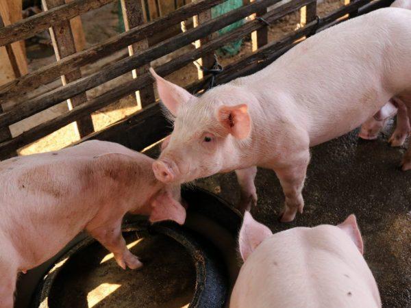 Dasar-dasar Peternakan Babi untuk Pemula –