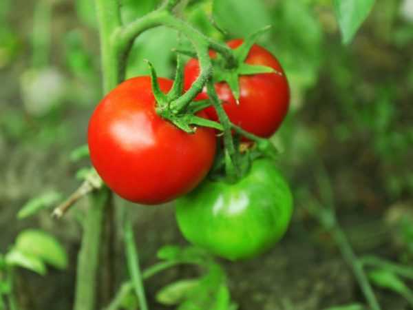 Karakteristik varietas tomat Richie. –