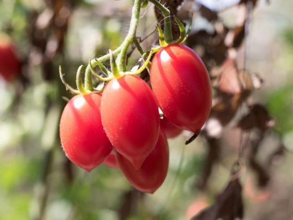 Karakteristik varietas tomat Rio Fuego. –