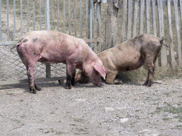 Berapa hari babi berjalan dan bagaimana memeriksa keefektifan kawin –