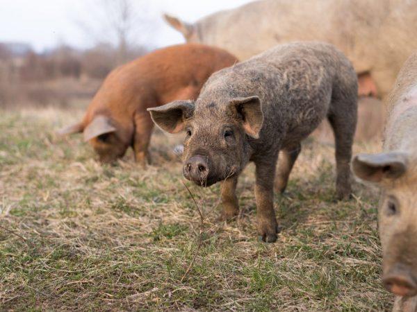 Metode persilangan babi peternakan –