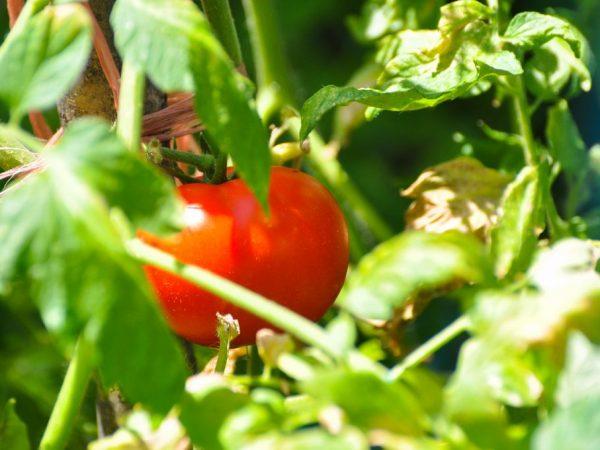 Karakteristik varietas tomat bullfinch –